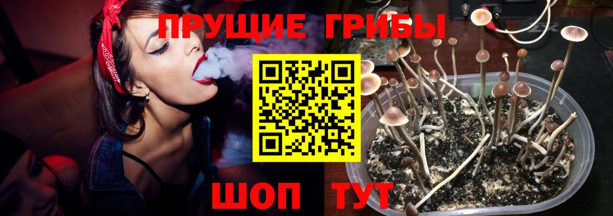 Заринск  Псилоцибиновые грибы Psilocybine cubensis  Вход с VPN  Галлюциногенные грибы Psilocybine cubensis 